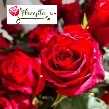 REZANO CVEĆE  Crvene ruže - Cvećara Floserita Beo - 1