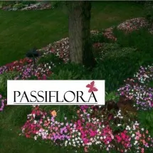 Uređenje zelenih površina PASSIFLORA - Passiflora - 3