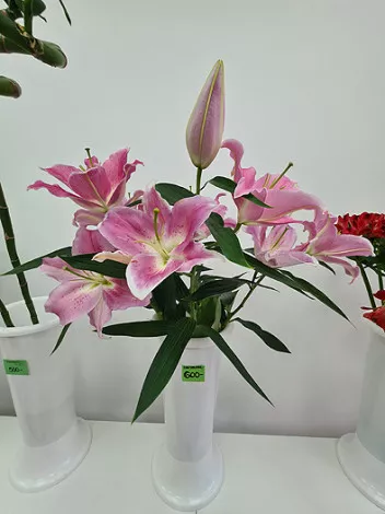 Cvećara Floresita Beo - 1