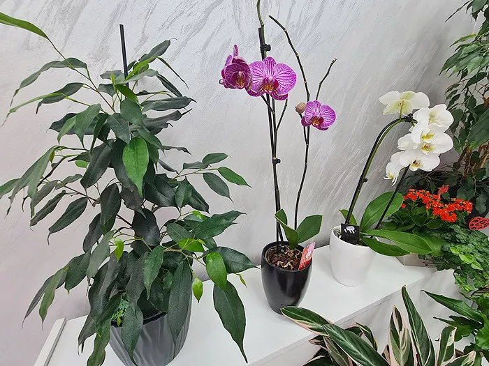 Cvećara Floresita Beo - ZA SVE PRILIKE - 1