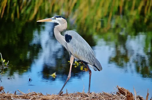 Blog ilustracija: Nacionalni park Everglejds na Floridi (Everglades National Park, Florida)