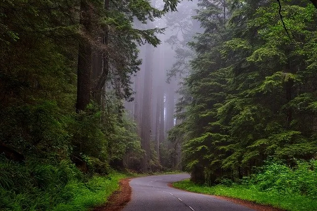 Blog ilustracija: Redvud nacionalni park u Kaliforniji (Redwood National Park)