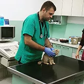 veterinarska-ambulanta-golden-pet-veterinarska-laboratorija-495839
