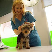 my-vet-veterinarska-ambulanta-440496